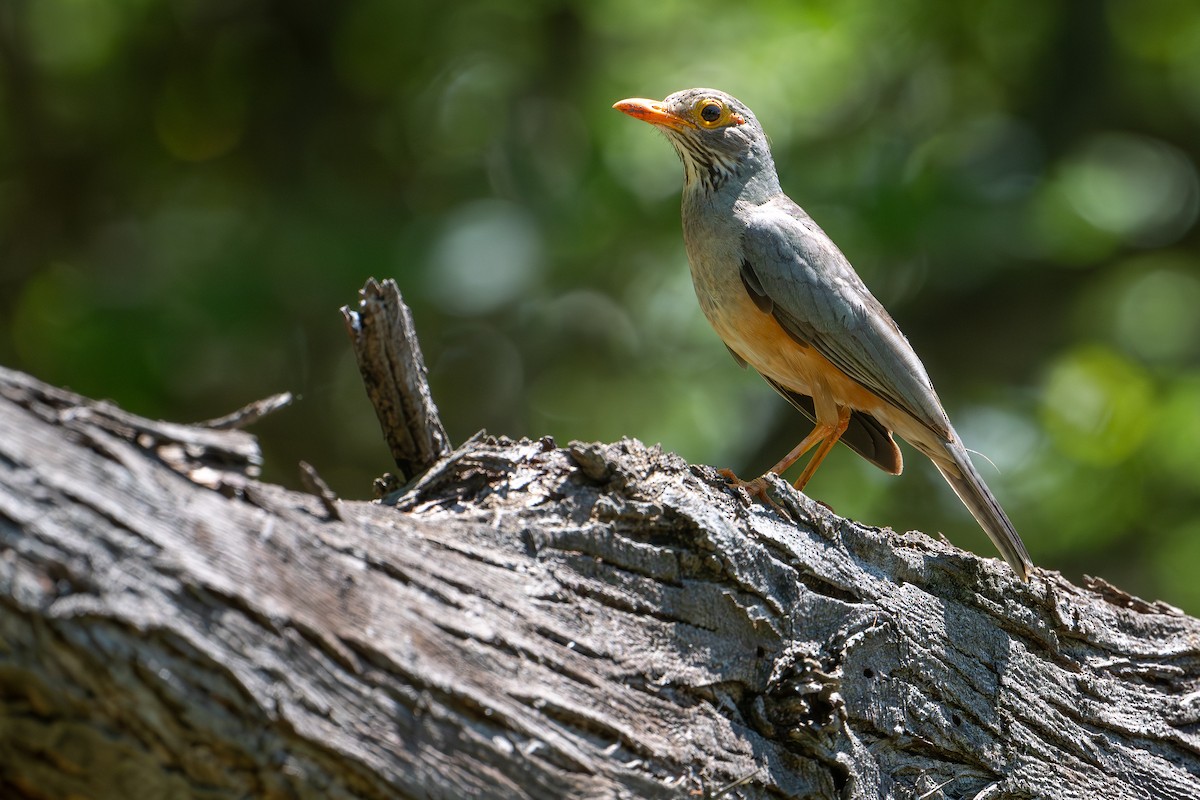 African Bare-eyed Thrush - ML642742771