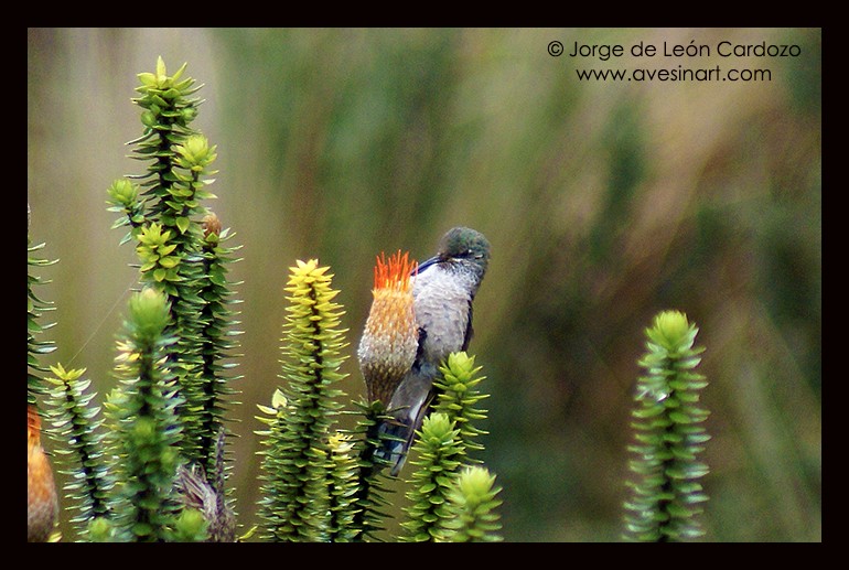 Ecuadorian Hillstar - ML642742786