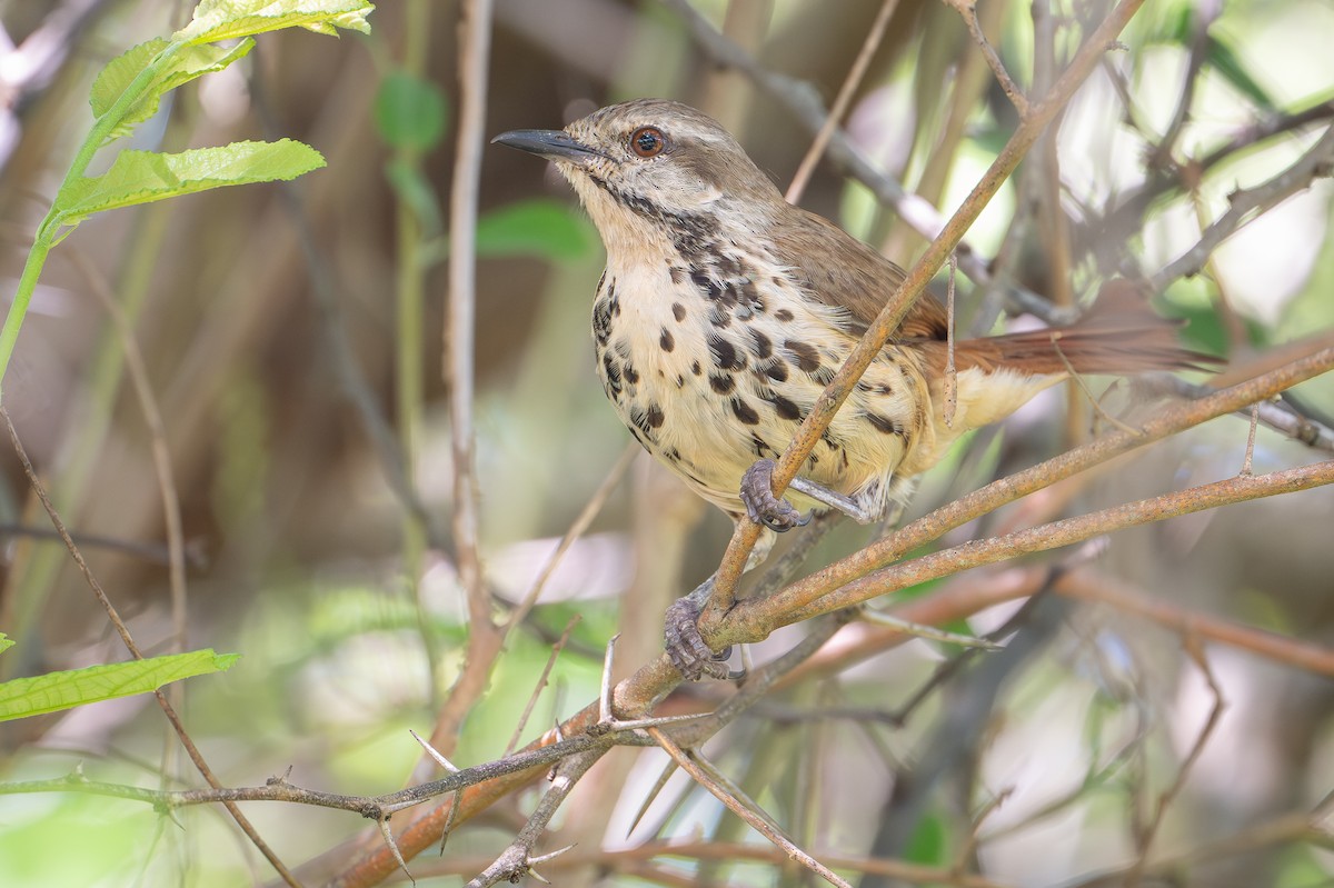 Spotted Morning-Thrush - ML642742787