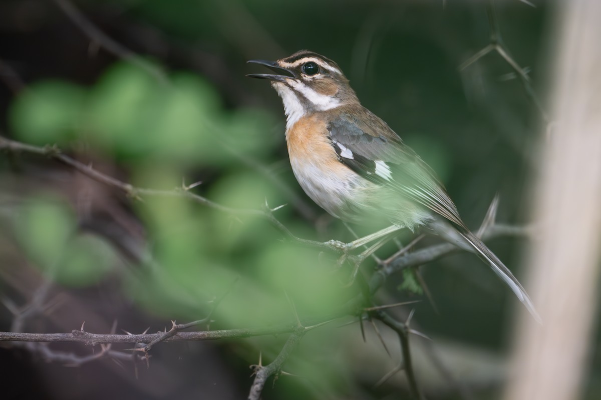 Bearded Scrub-Robin - ML642742798