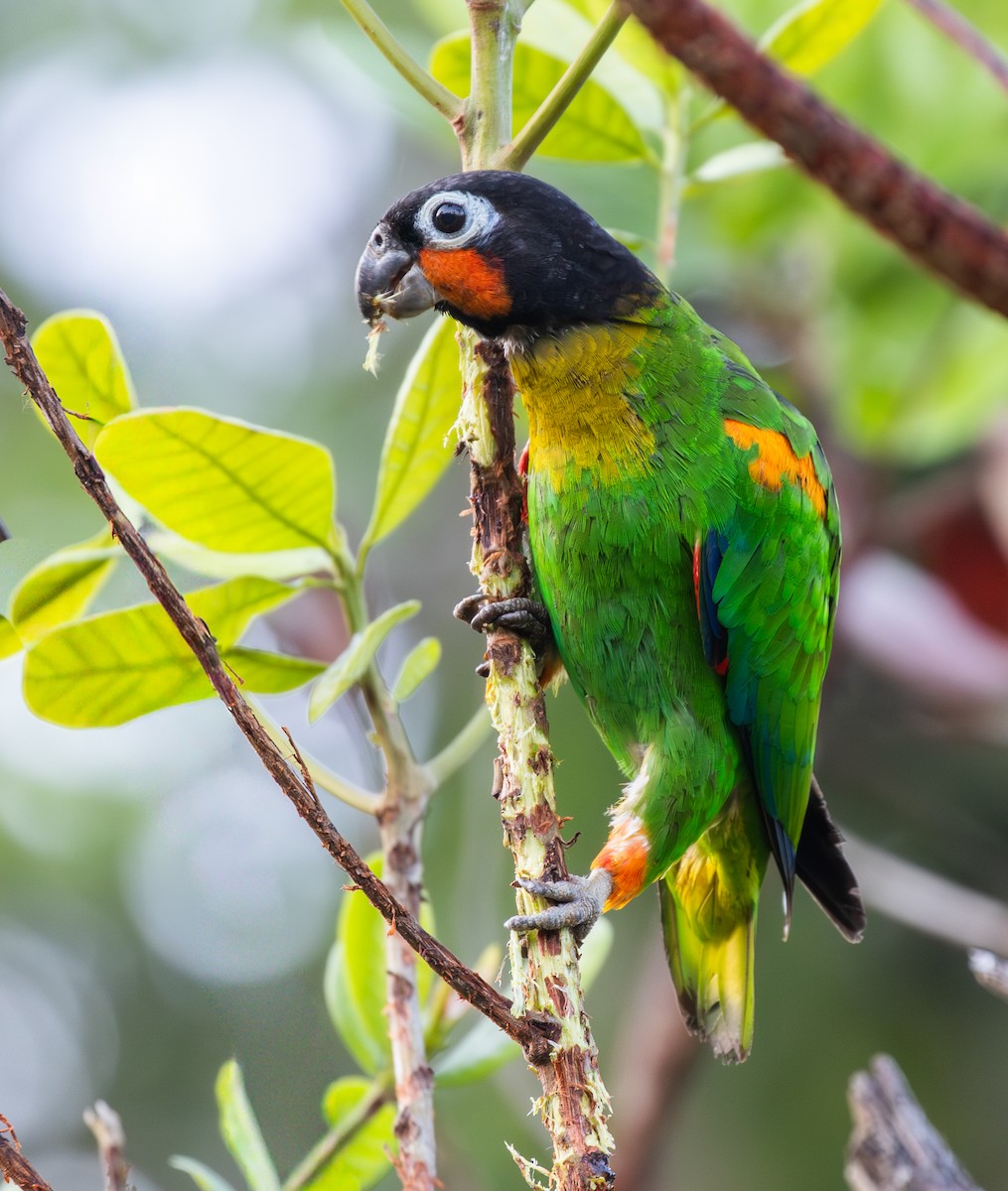 amazónek zlatolící - ML642742806