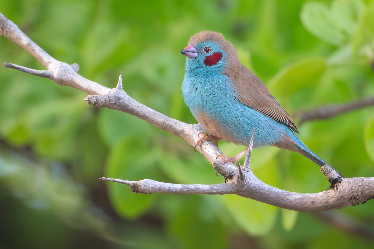 Red-cheeked Cordonbleu - ML642742807