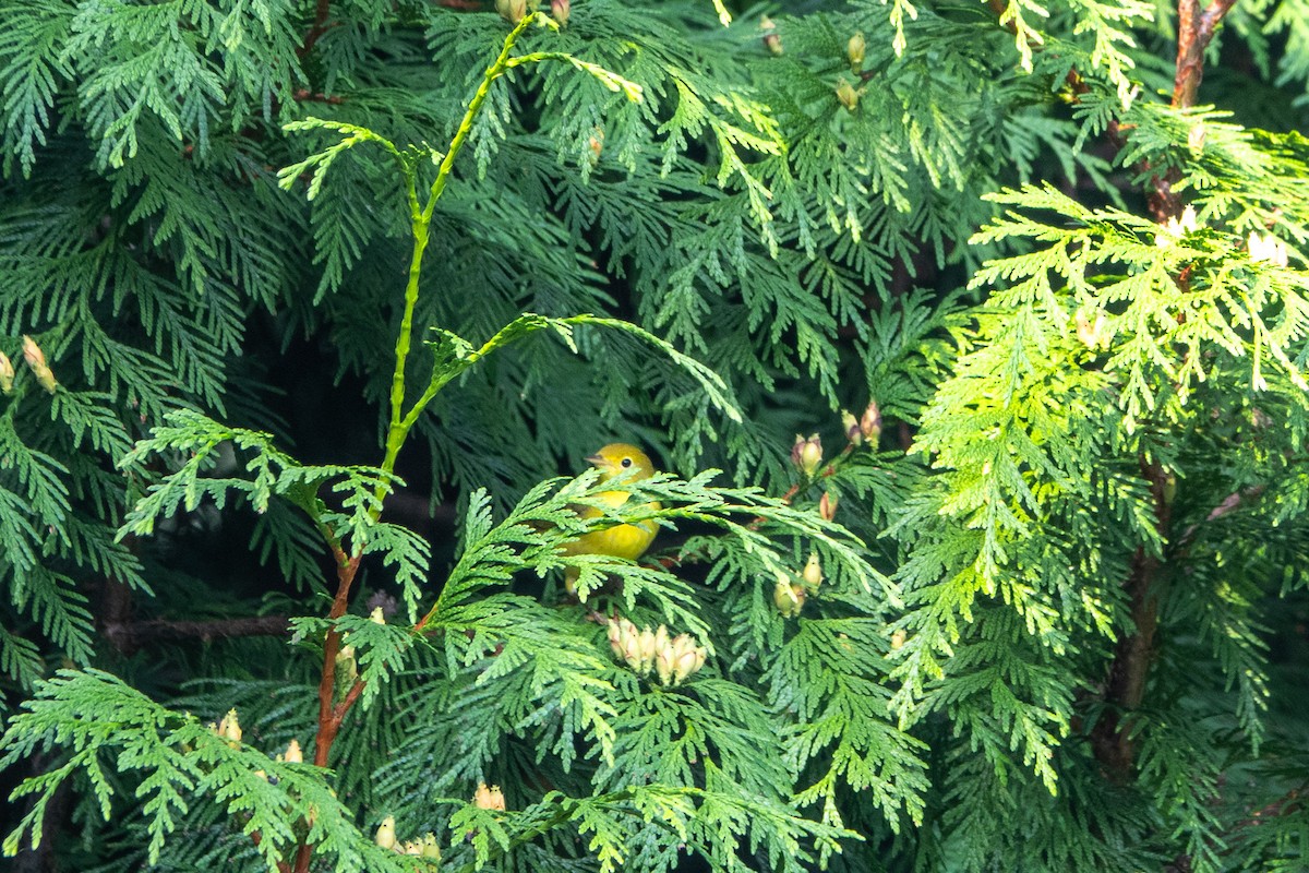 Northern Yellow Warbler - ML642742809