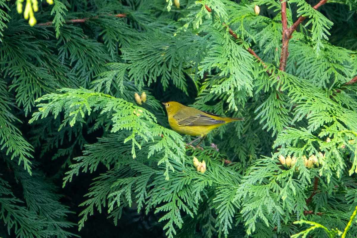 Northern Yellow Warbler - ML642742810