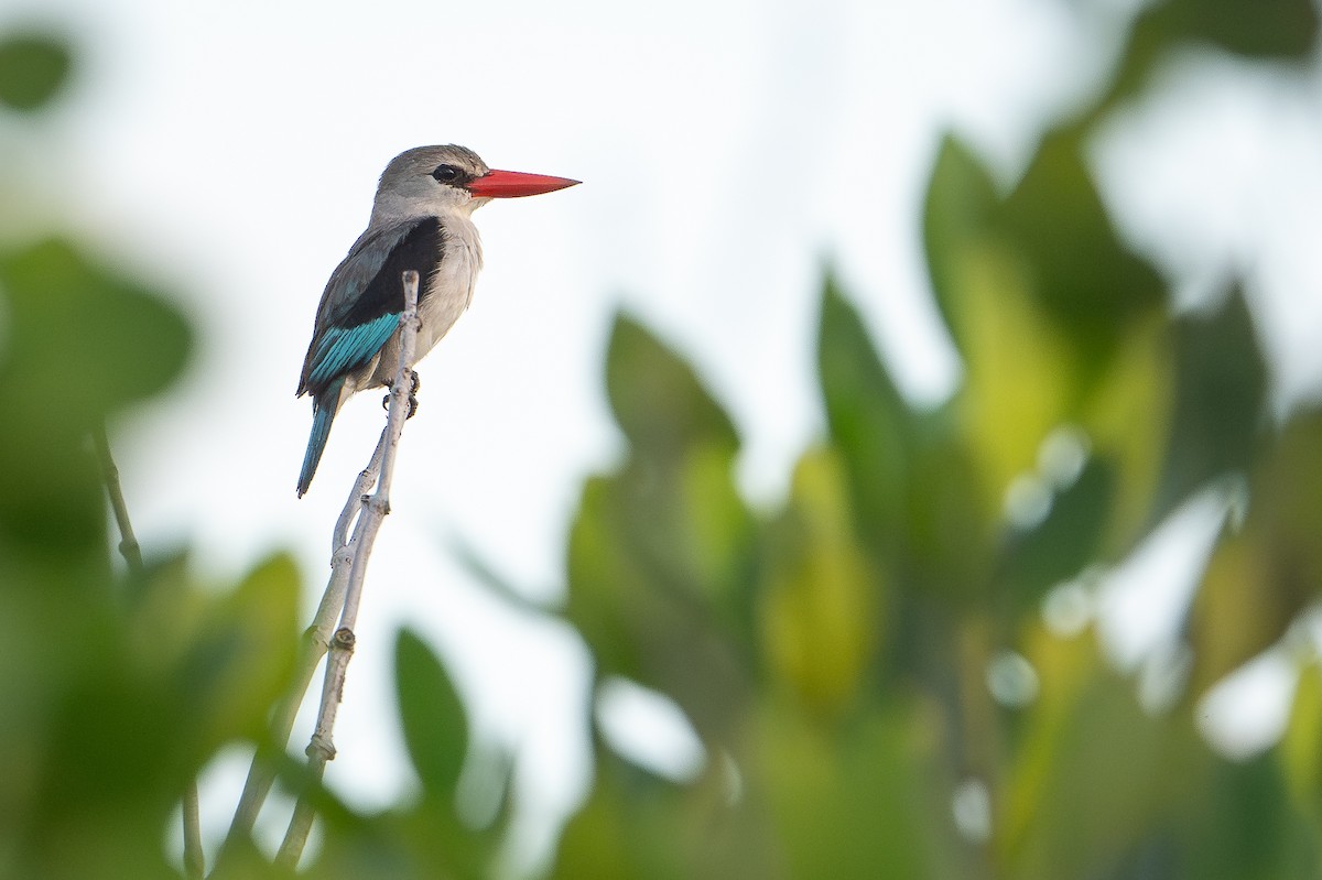 Mangrove Kingfisher - ML642742813
