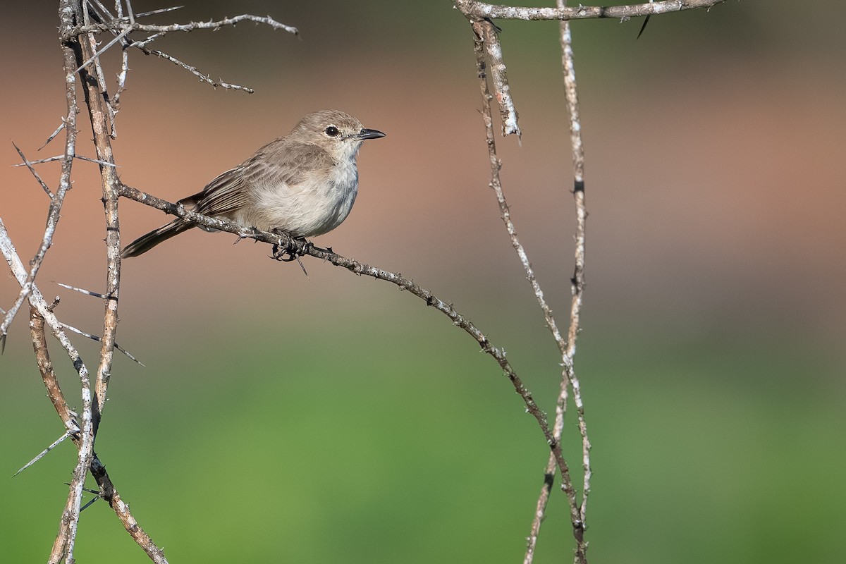 Pale Flycatcher - ML642742817