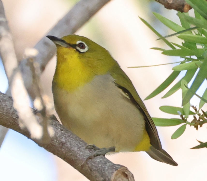 Swinhoe's White-eye - ML642742818