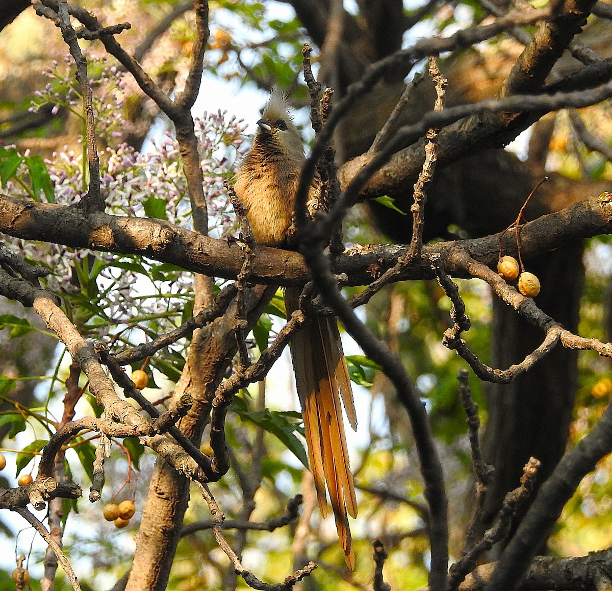 Speckled Mousebird - ML642742821