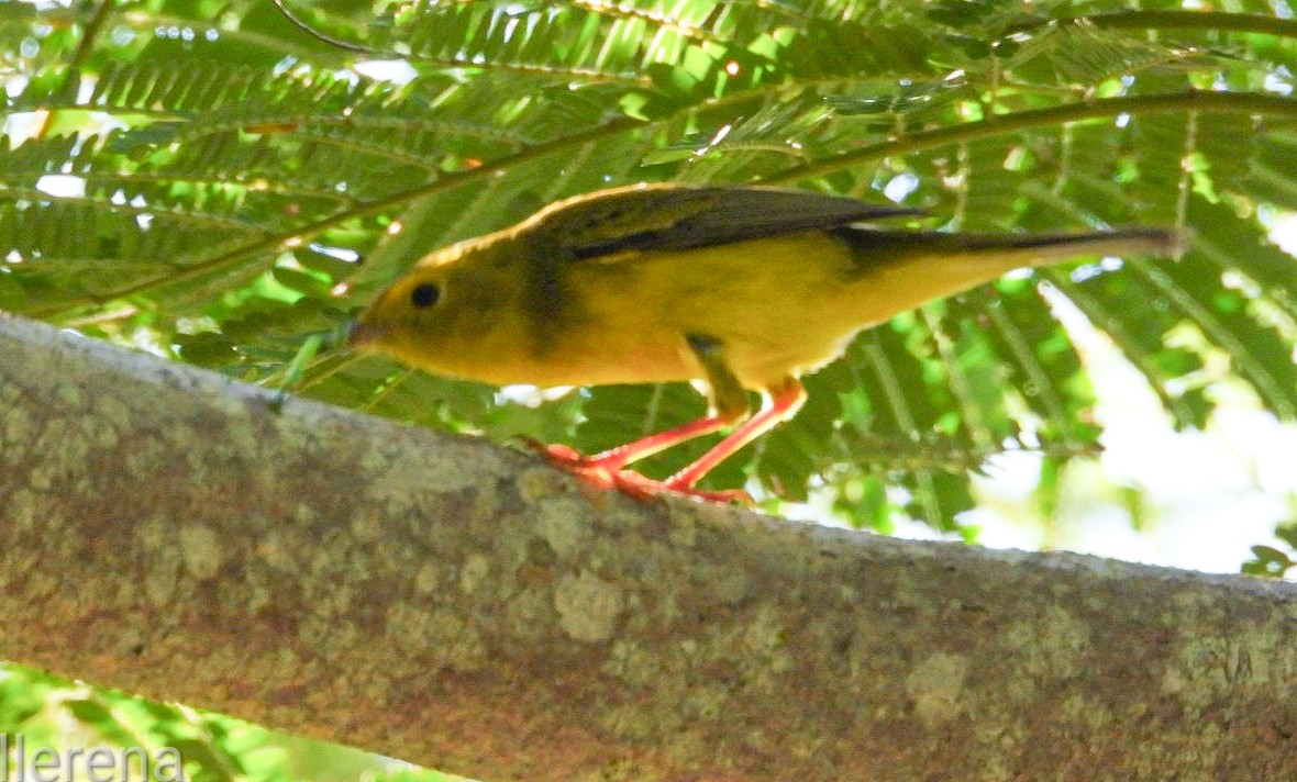Wilson's Warbler - ML642742861