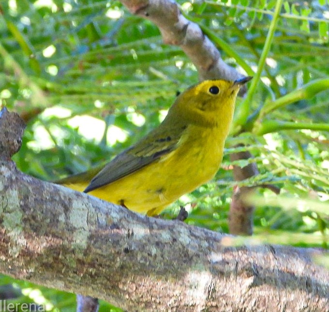 Wilson's Warbler - ML642742863