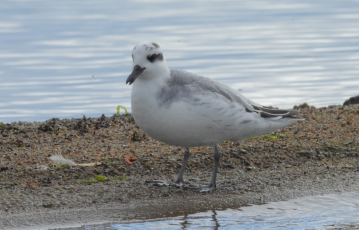 Red Phalarope - ML642742873