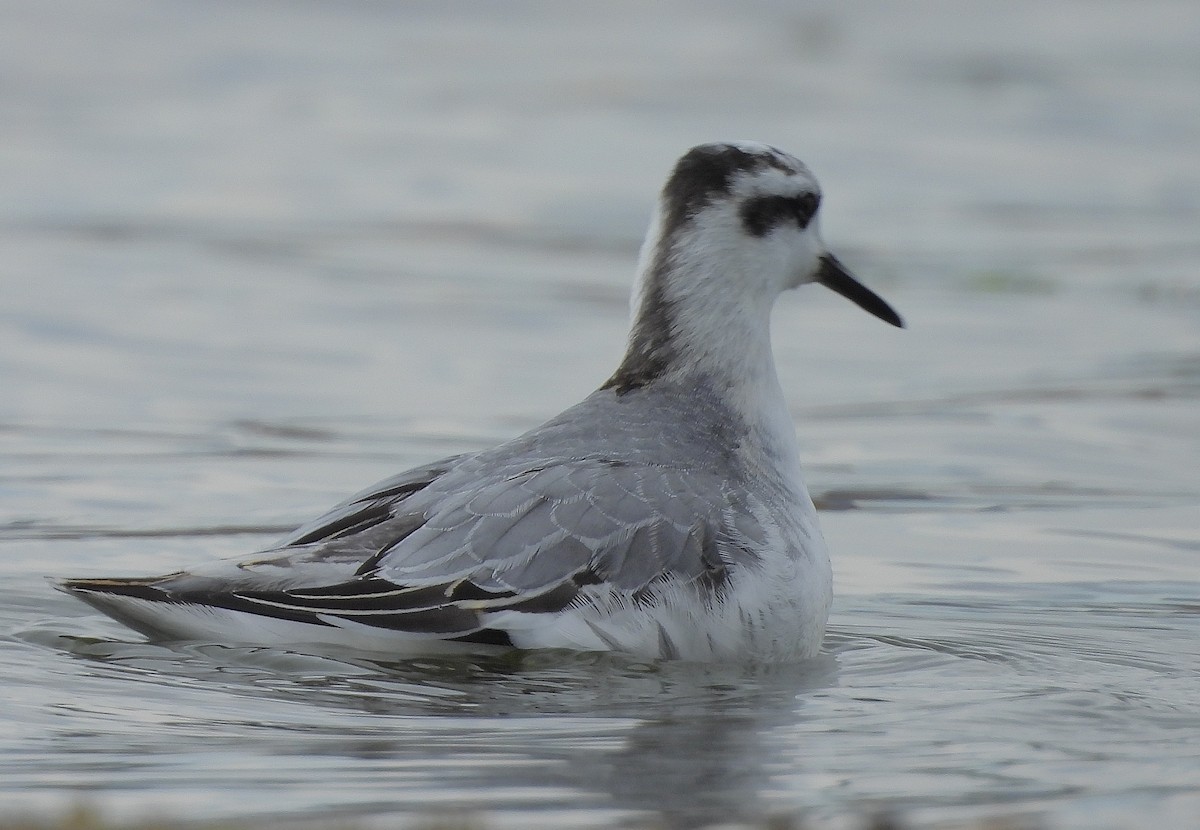 Red Phalarope - ML642742874