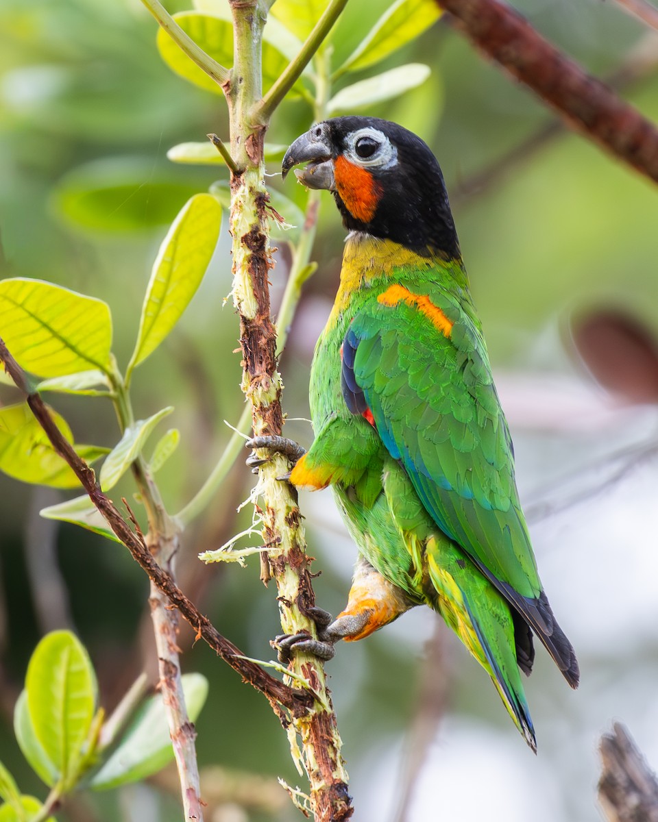 oransjekinnpapegøye - ML642742887