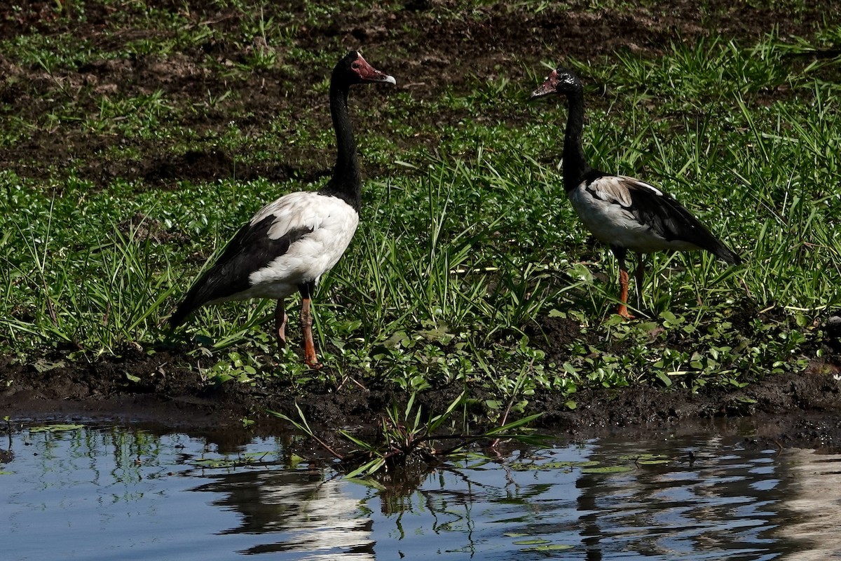 Magpie Goose - ML642742893