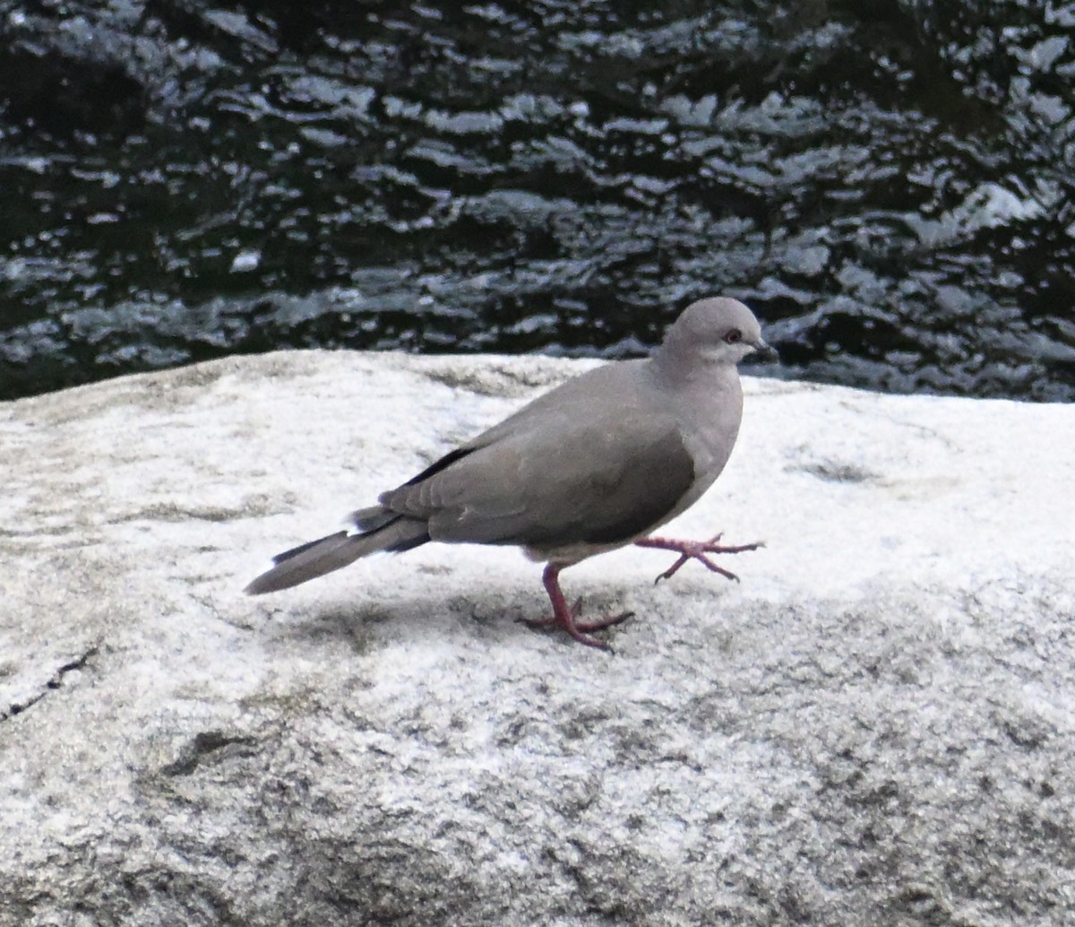 White-tipped Dove - ML642742895