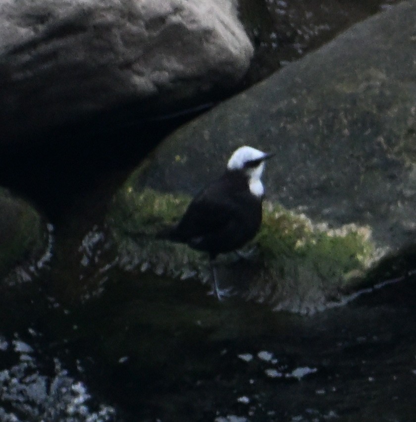 White-capped Dipper - ML642742909