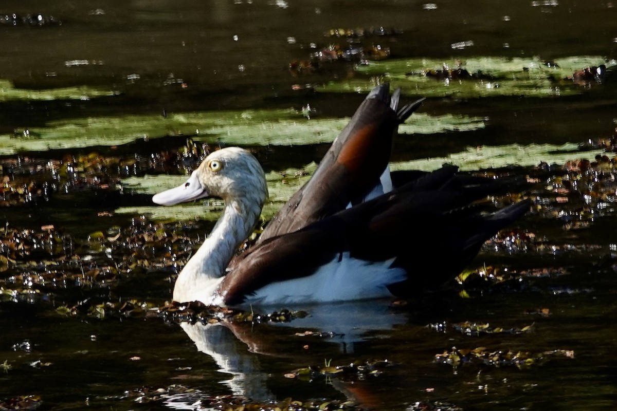 Radjah Shelduck - ML642742911