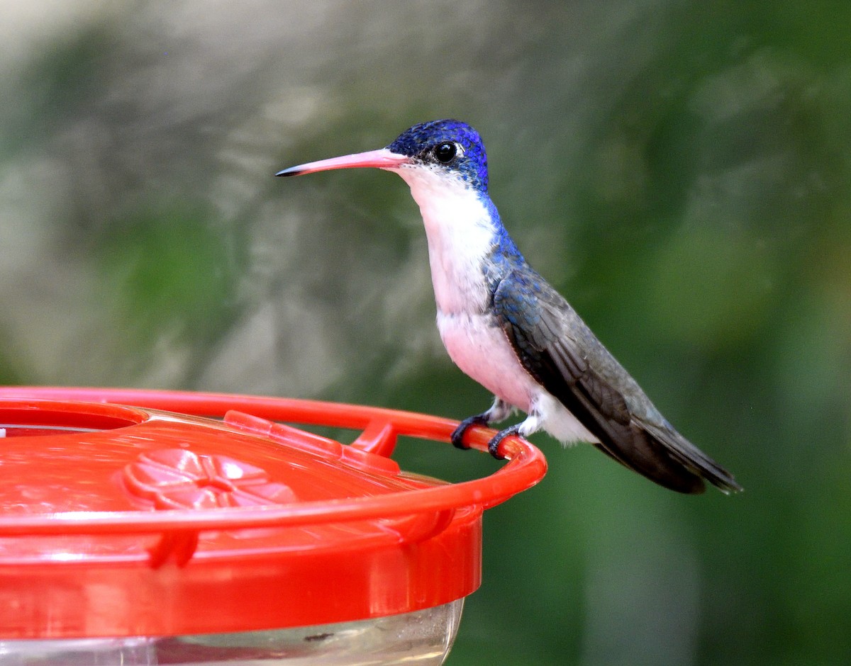 Violet-crowned Hummingbird - ML642742944