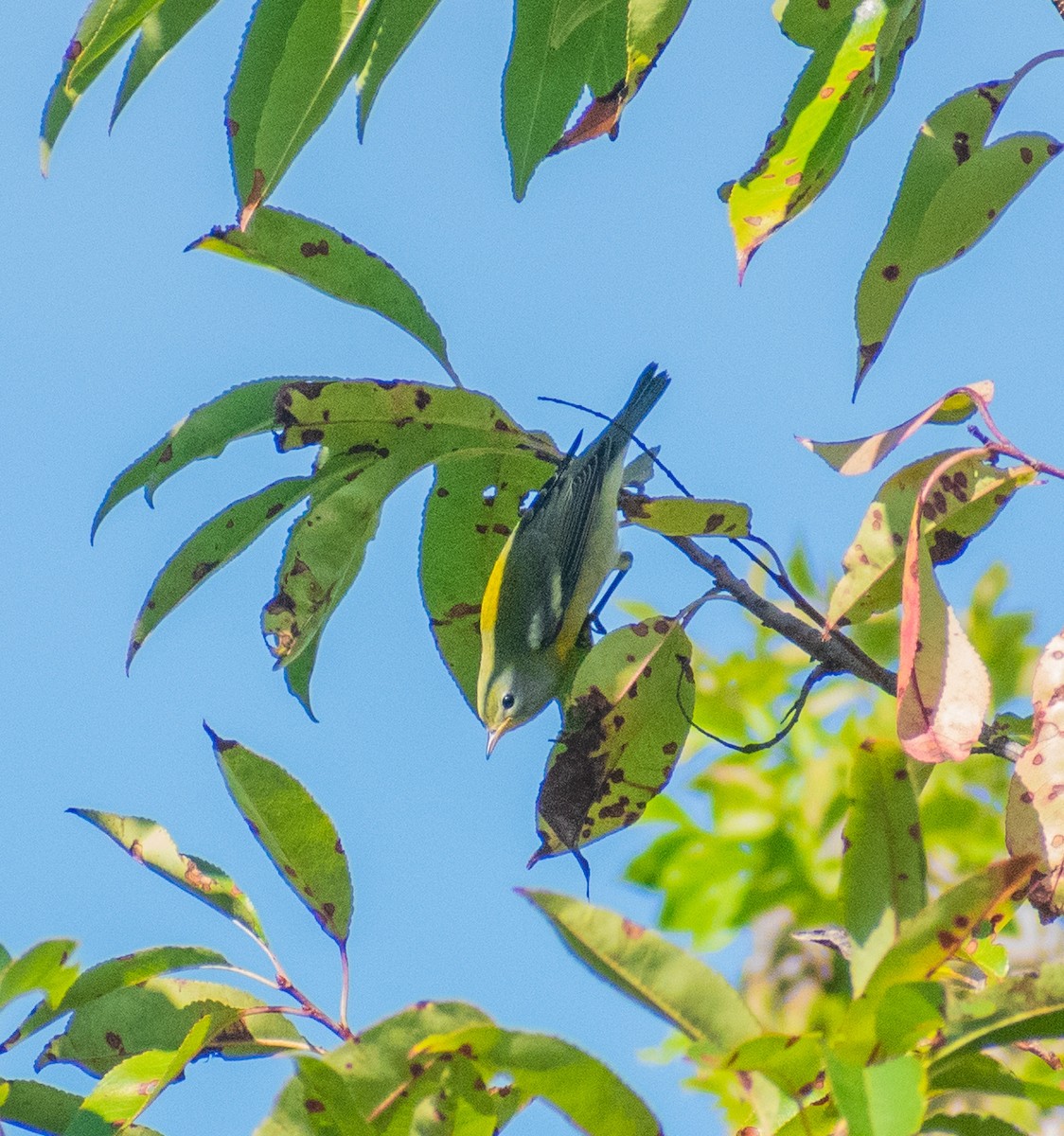 Northern Parula - ML642742957