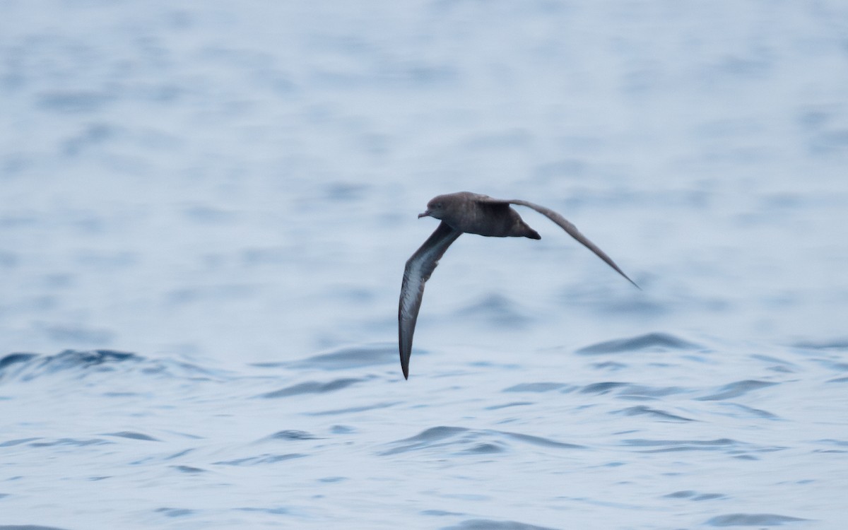 Sooty Shearwater - ML642742961