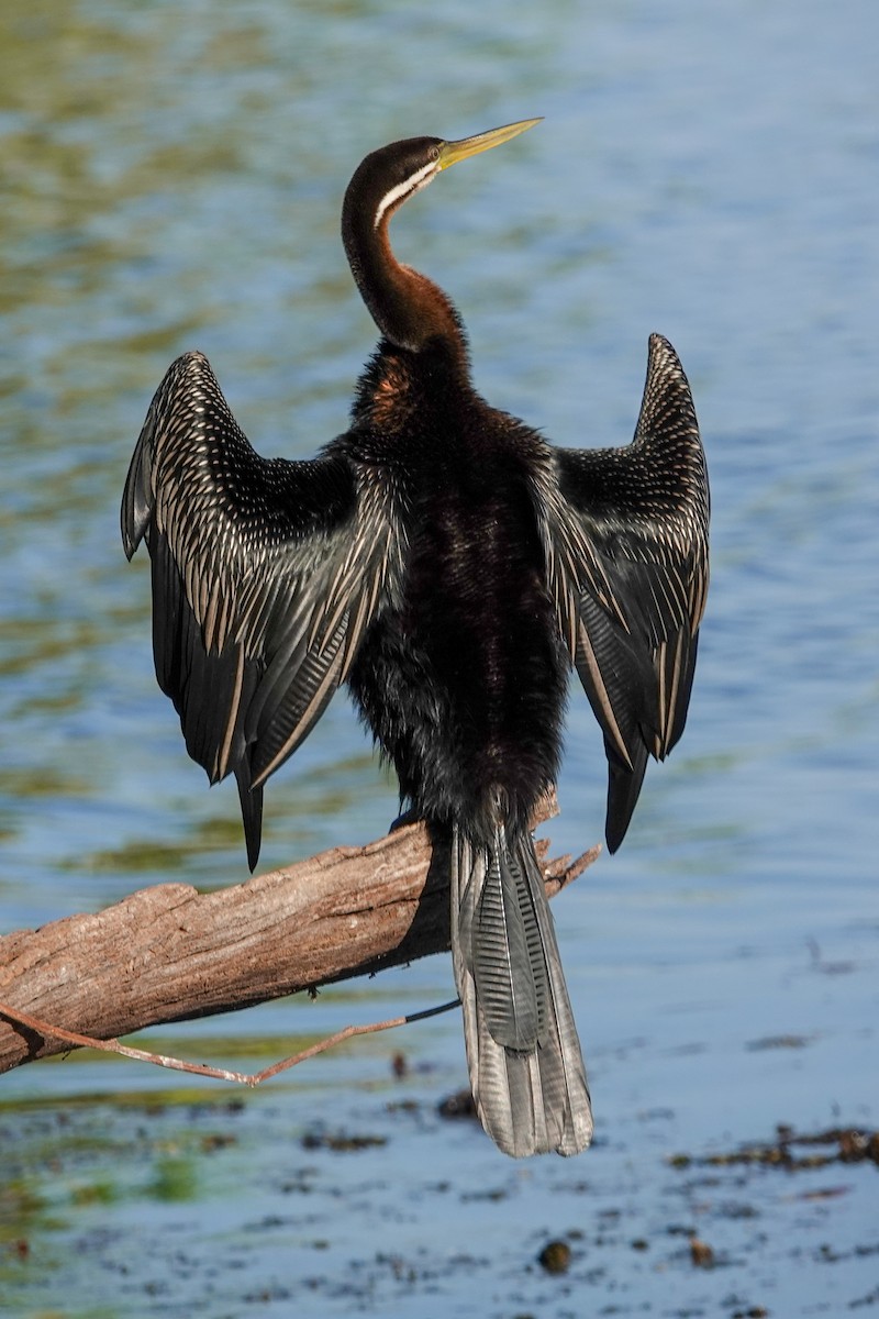 Australasian Darter - Rainer Ruess