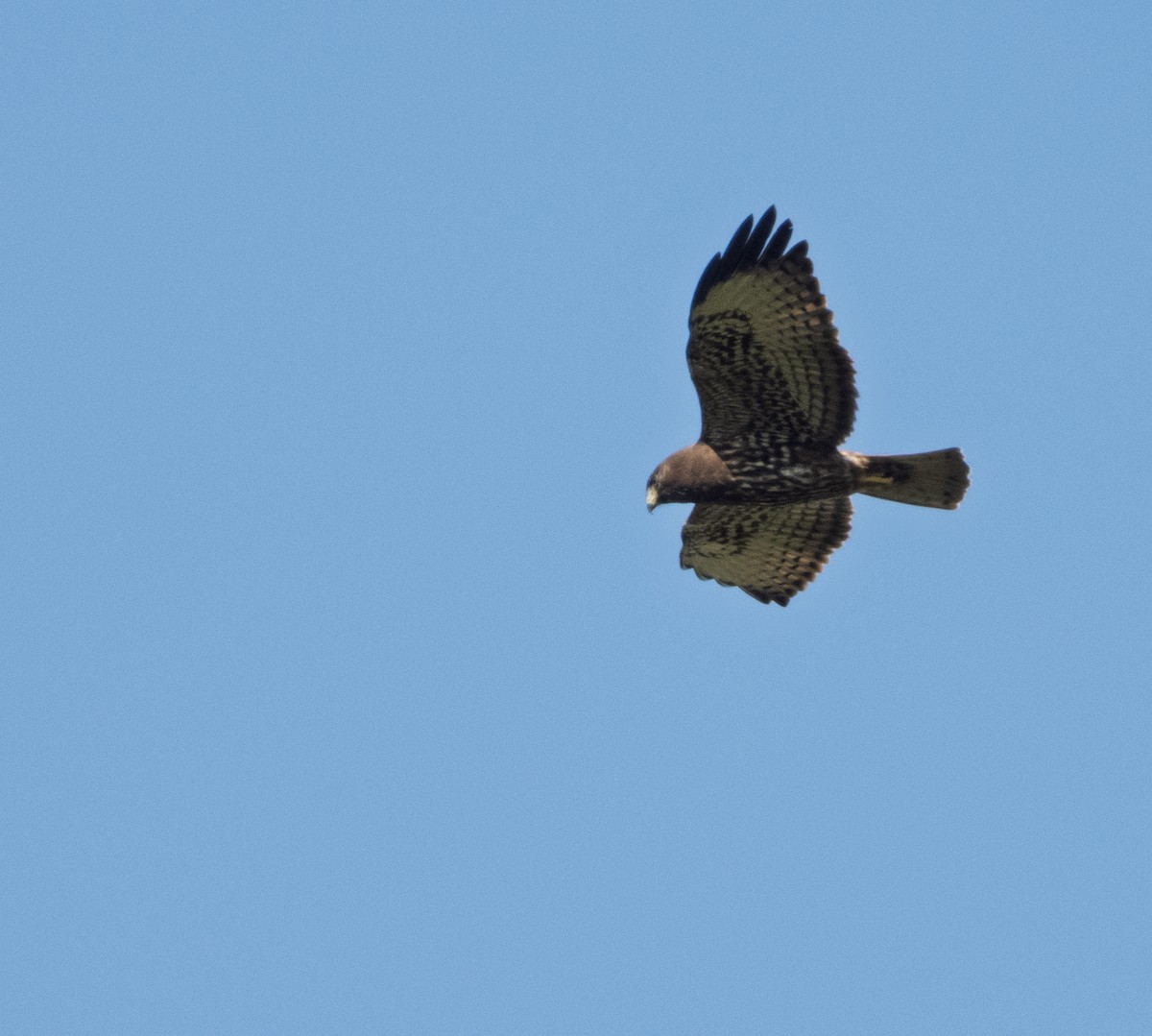 Short-tailed Hawk - ML642743007