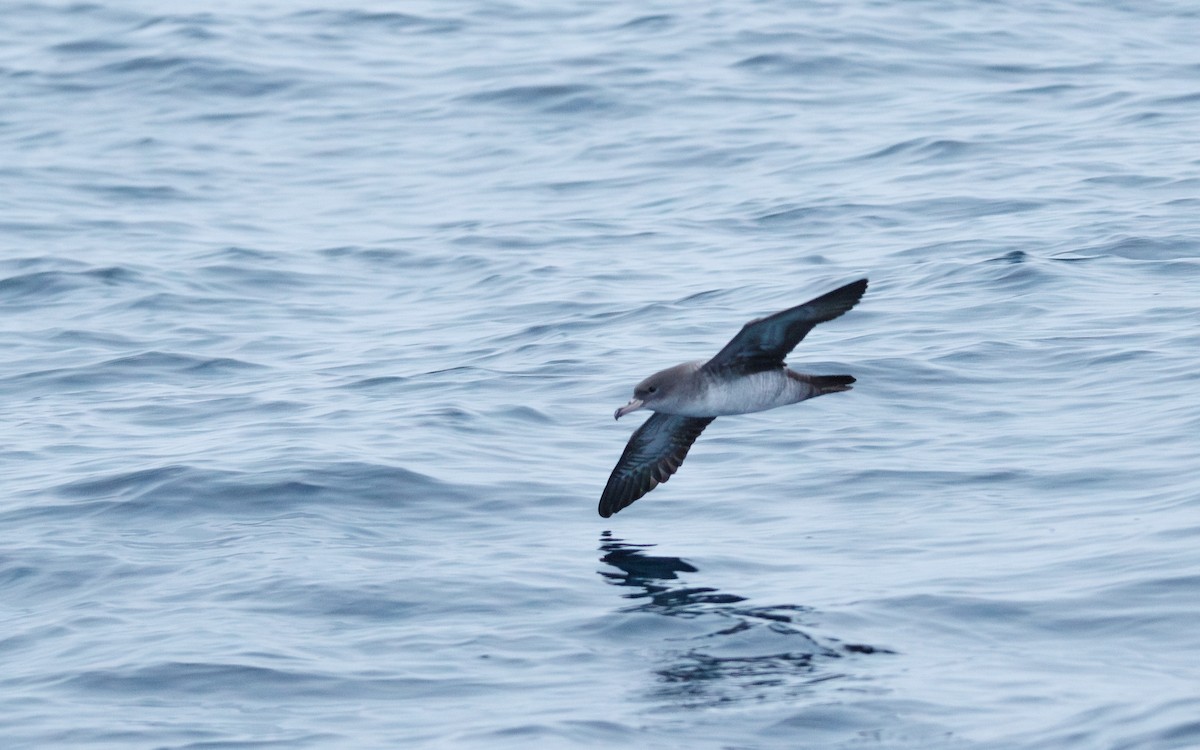 Pink-footed Shearwater - ML642743022