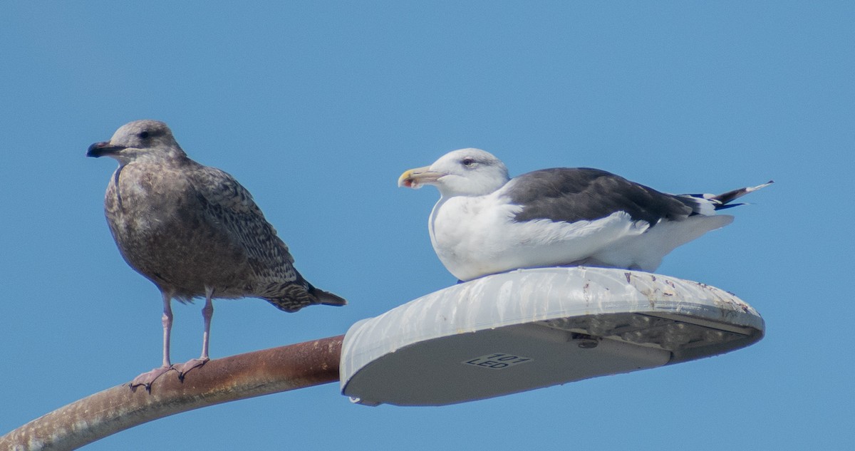Great Black-backed Gull - ML642743026