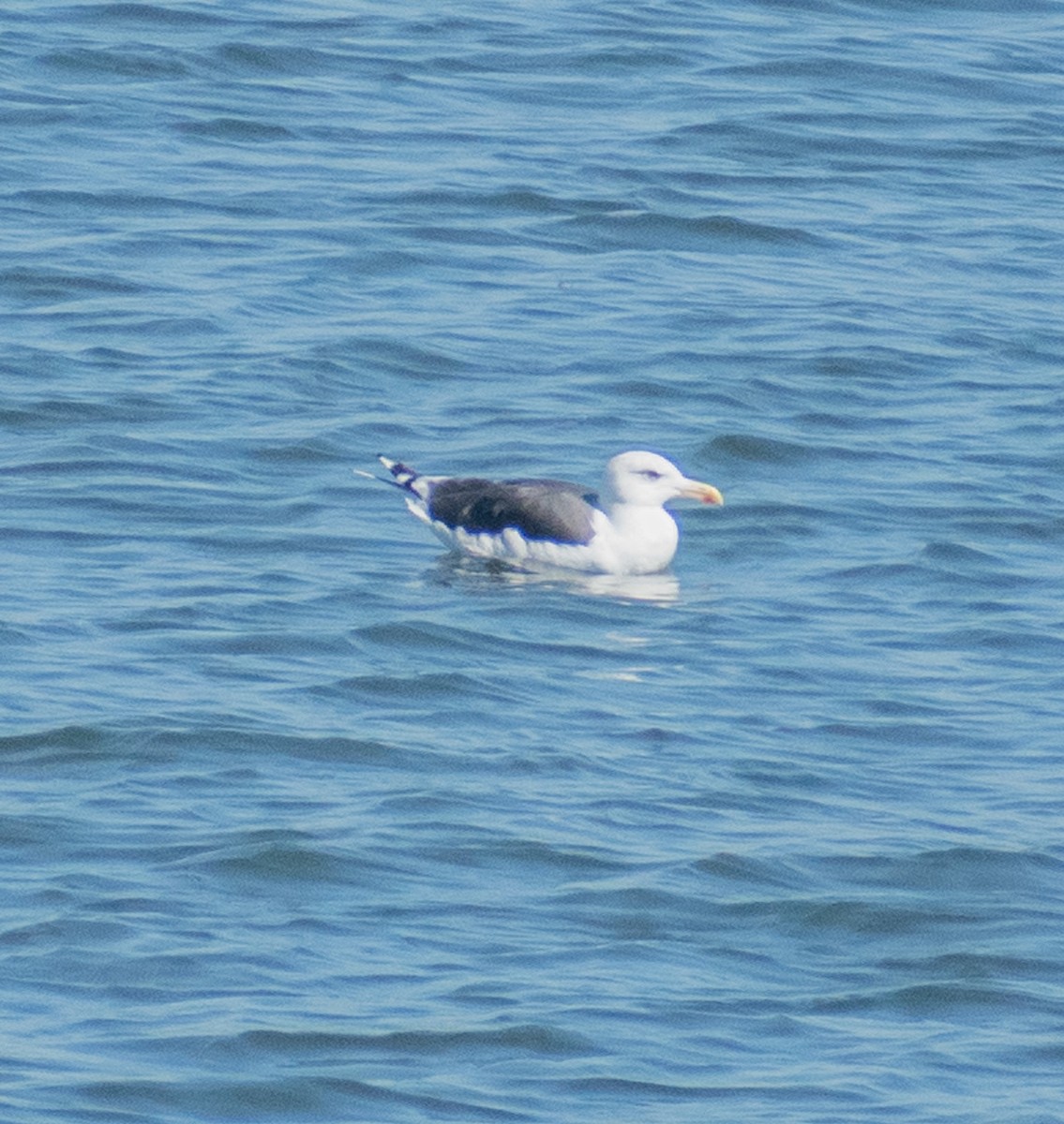 Great Black-backed Gull - ML642743027
