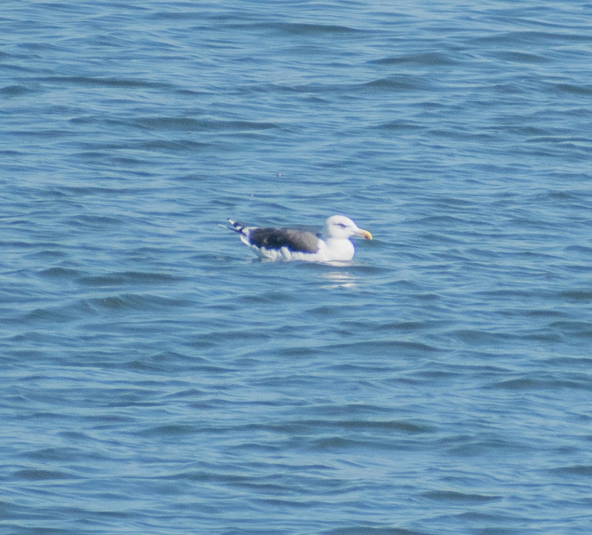 Great Black-backed Gull - ML642743028