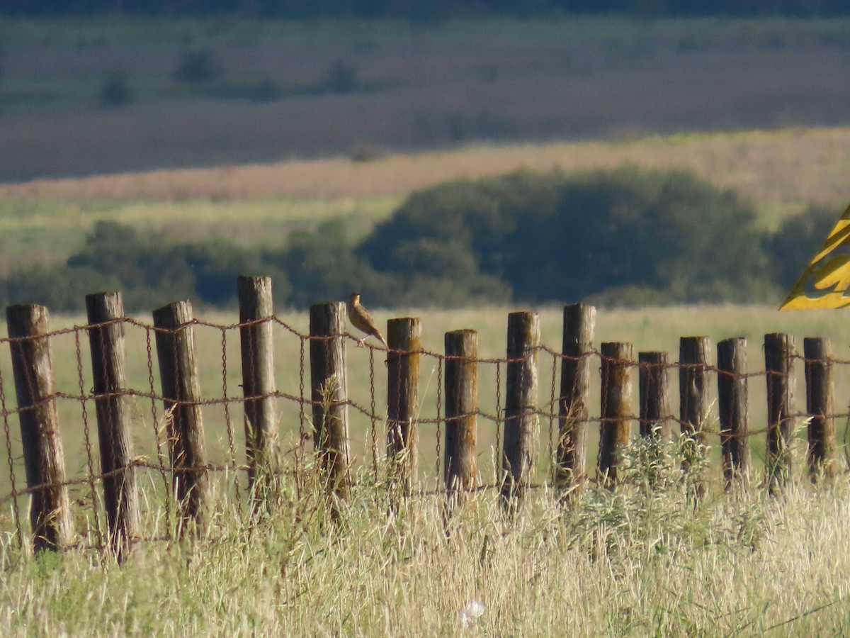 Eastern Meadowlark - ML642743029