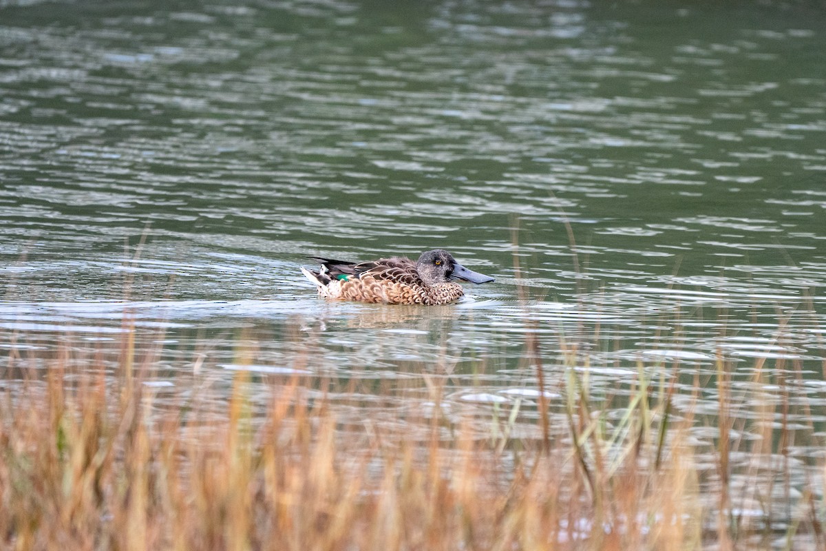 Northern Shoveler - ML642743031