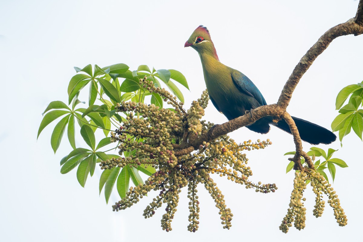 Fischer's Turaco - ML642743032