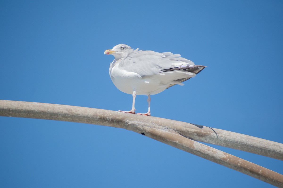 American Herring Gull - ML642743034