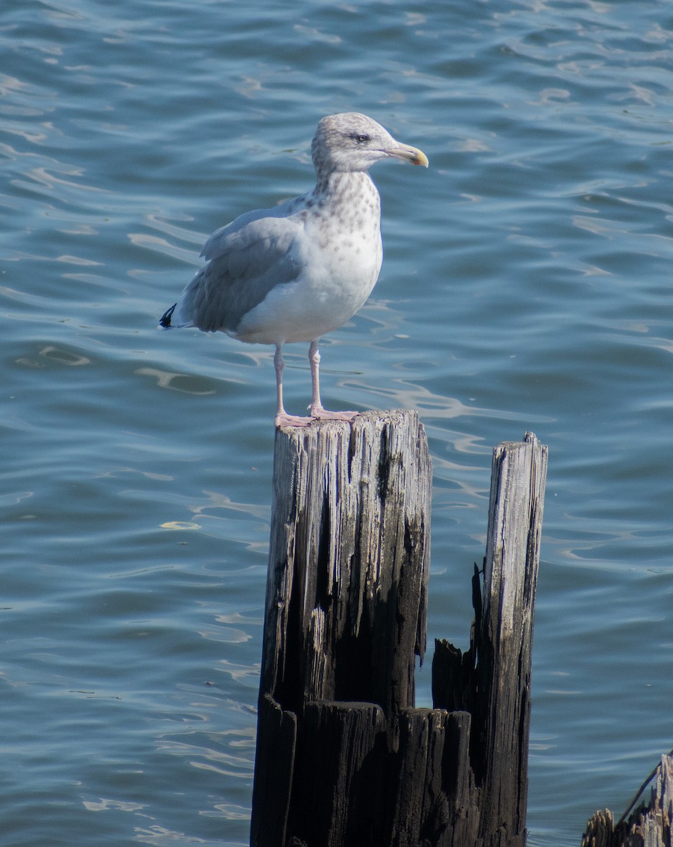 American Herring Gull - ML642743035