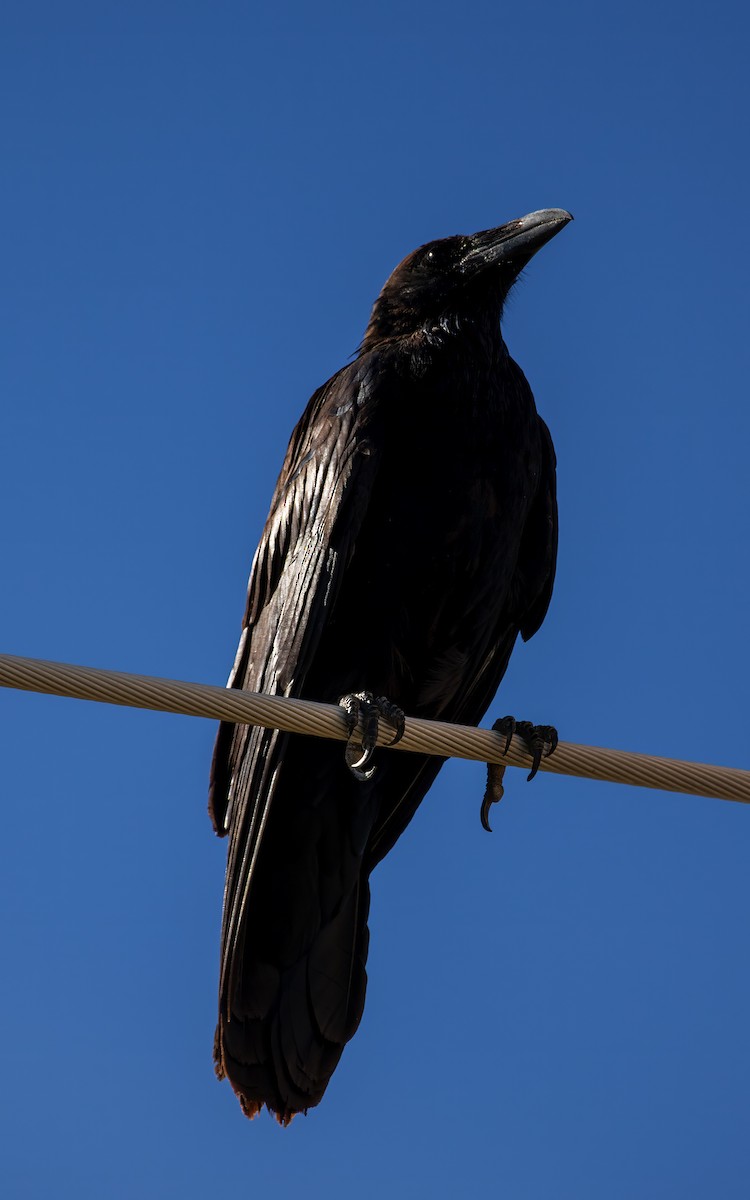 Common Raven - ML642743051