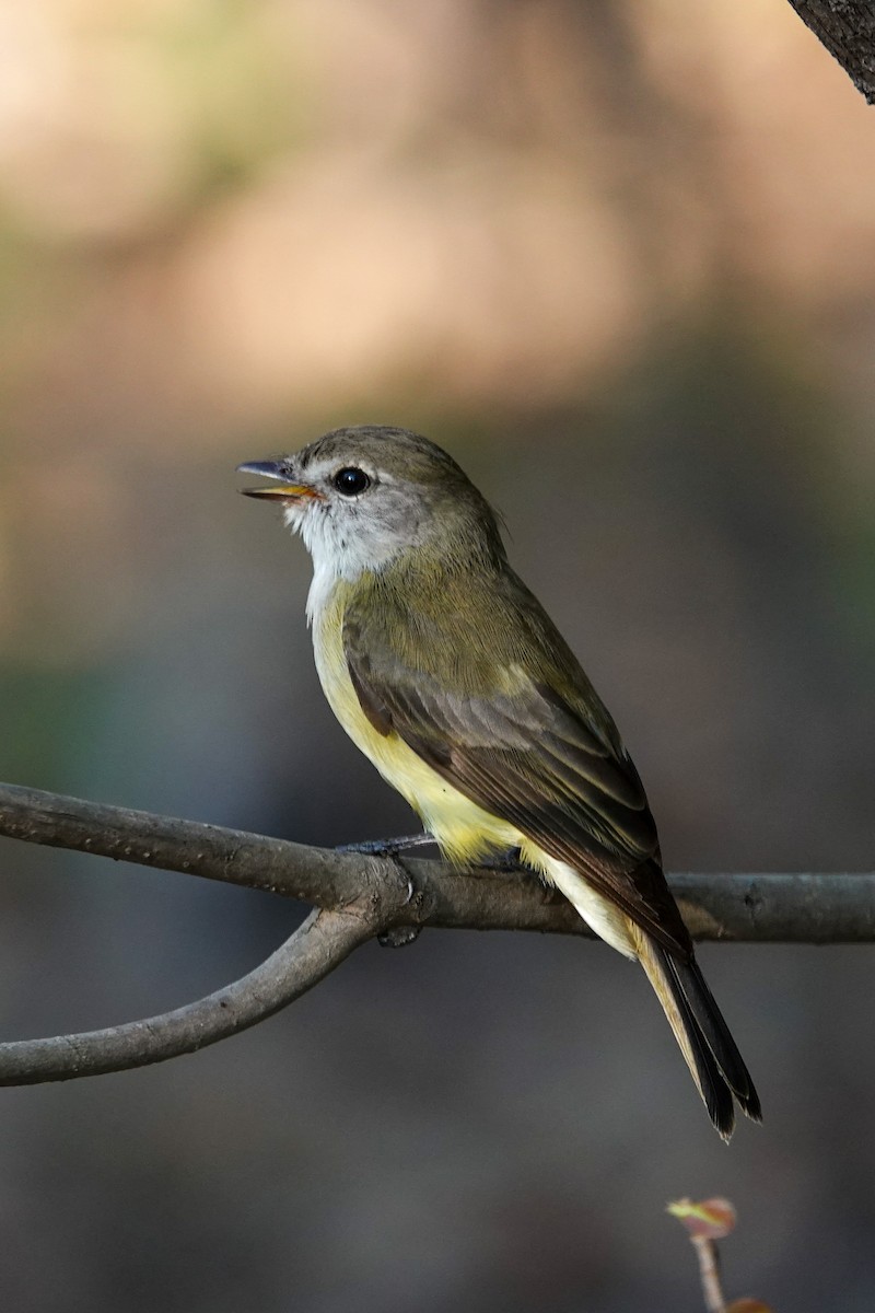 Lemon-bellied Flyrobin - ML642743098