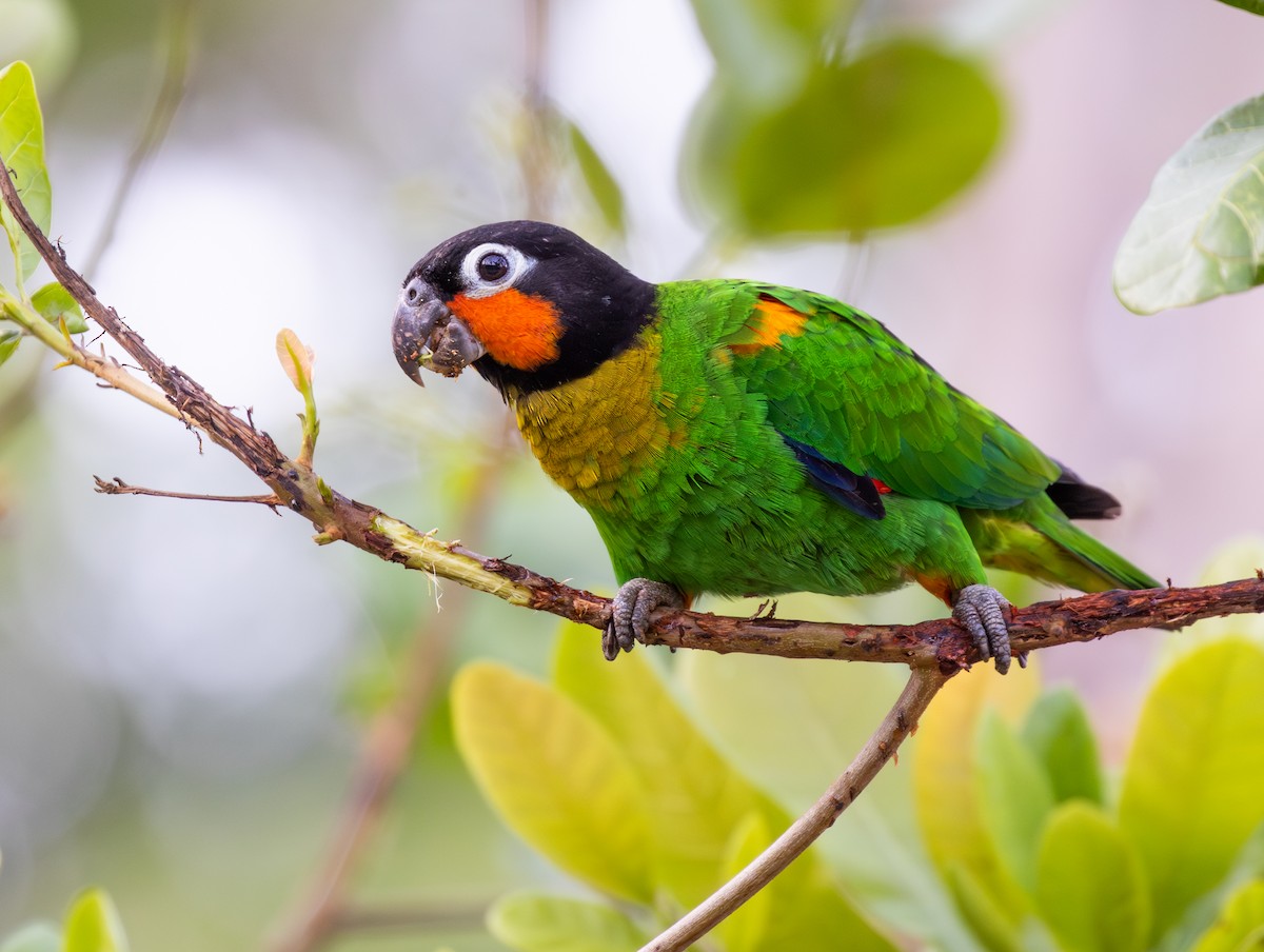 oransjekinnpapegøye - ML642743101