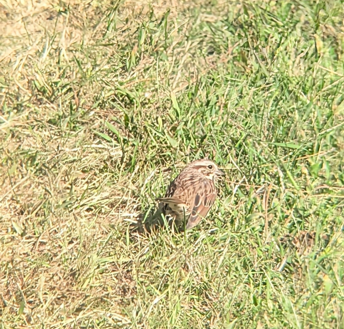 Song Sparrow - Vincent Favron-Kneeshaw