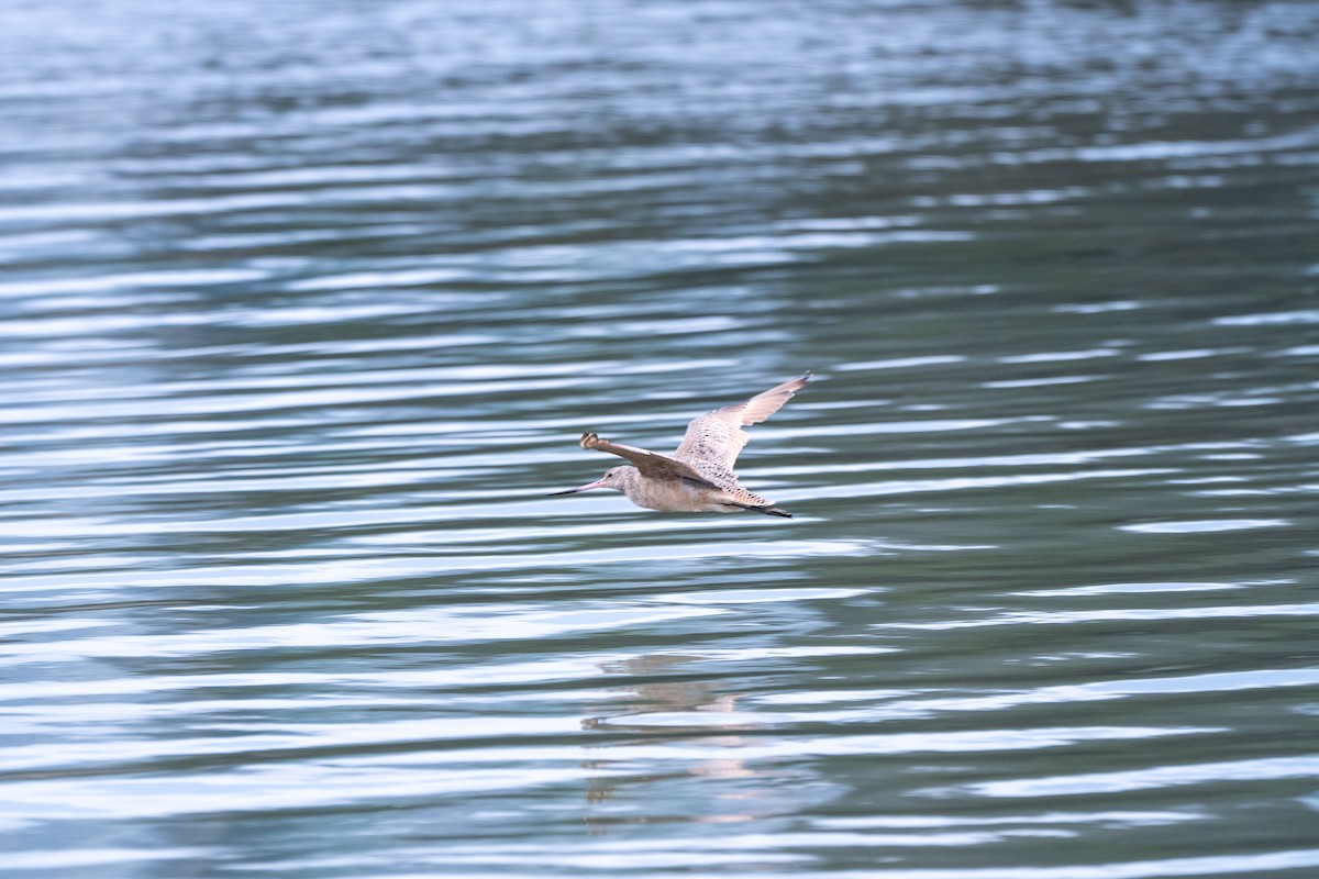 Marbled Godwit - David Gibson