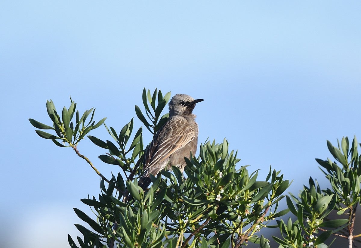 Brown Songlark - ML642743105