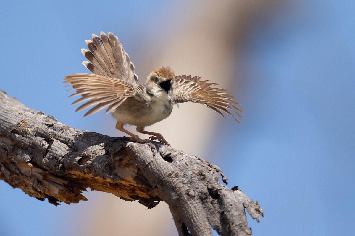 Rattling Cisticola - ML642743110