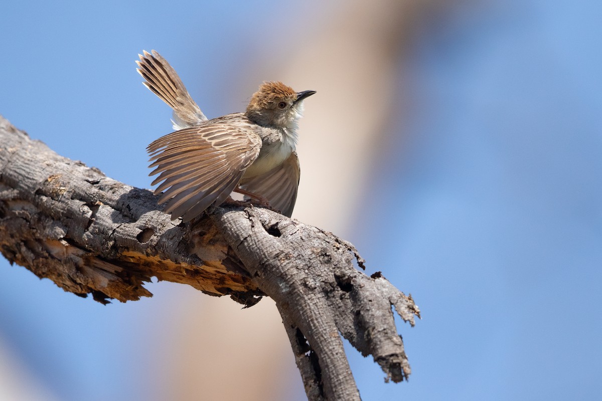 Rattling Cisticola - ML642743111