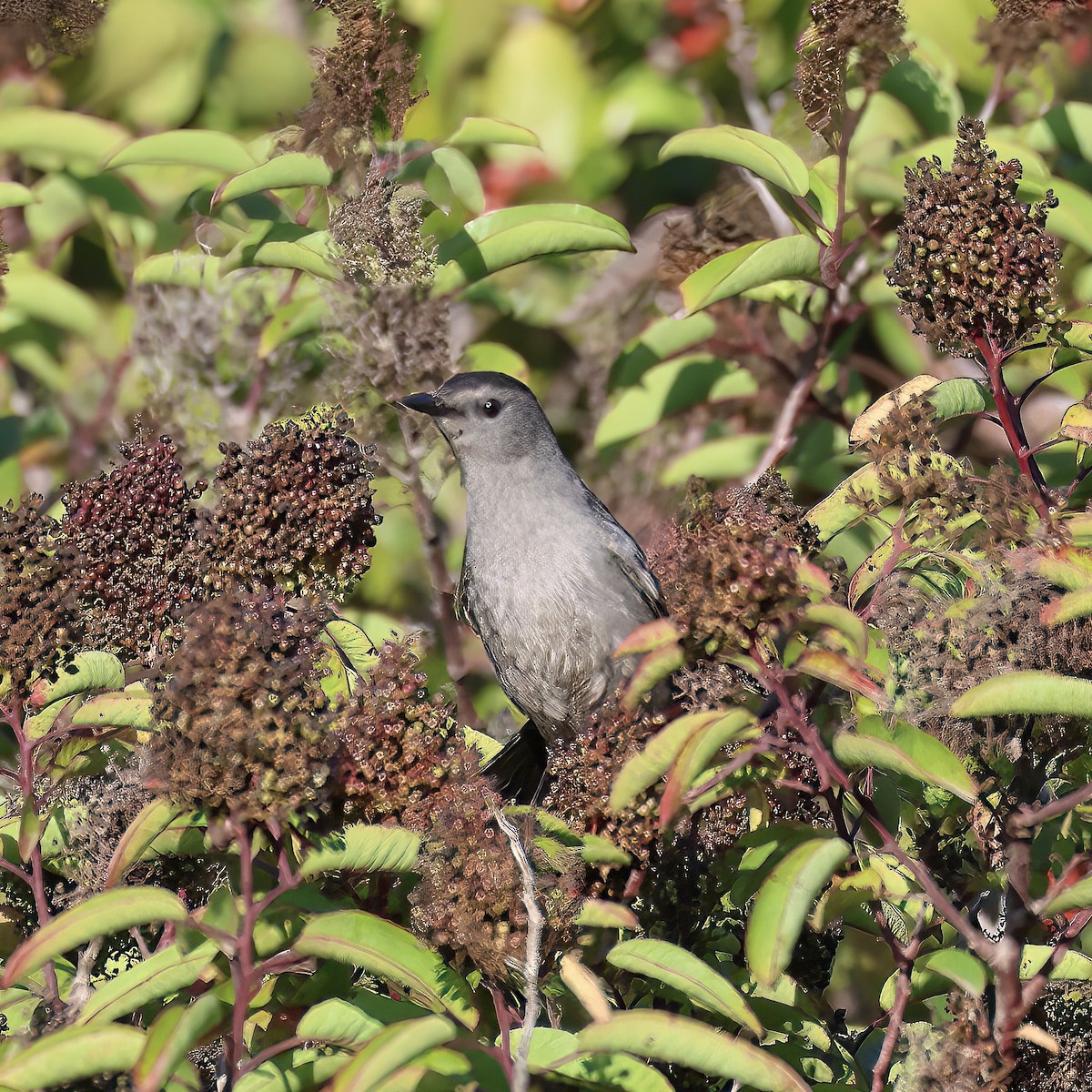 Gray Catbird - ML642743112