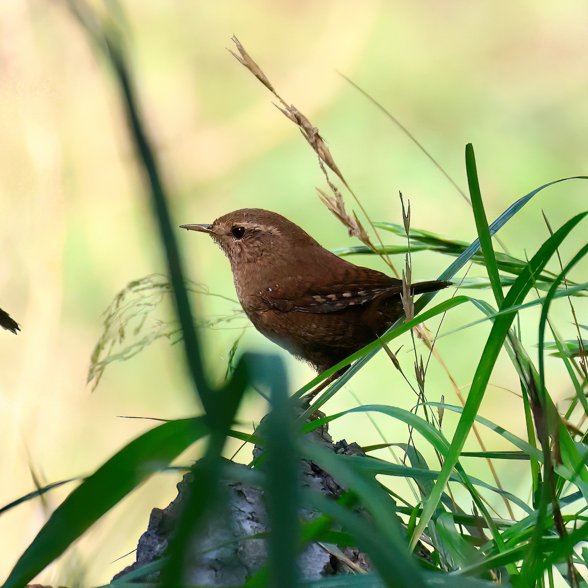 Pacific Wren - ML642743128