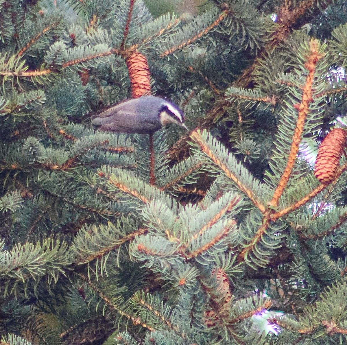 Red-breasted Nuthatch - Tall Traveler1