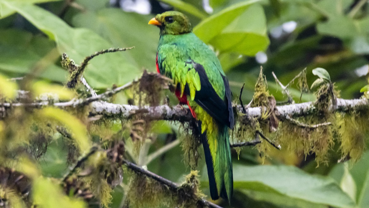 Golden-headed Quetzal - ML642743139