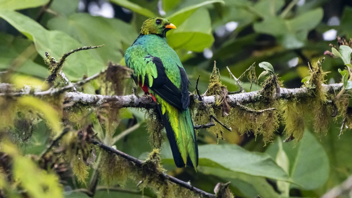 Golden-headed Quetzal - ML642743140