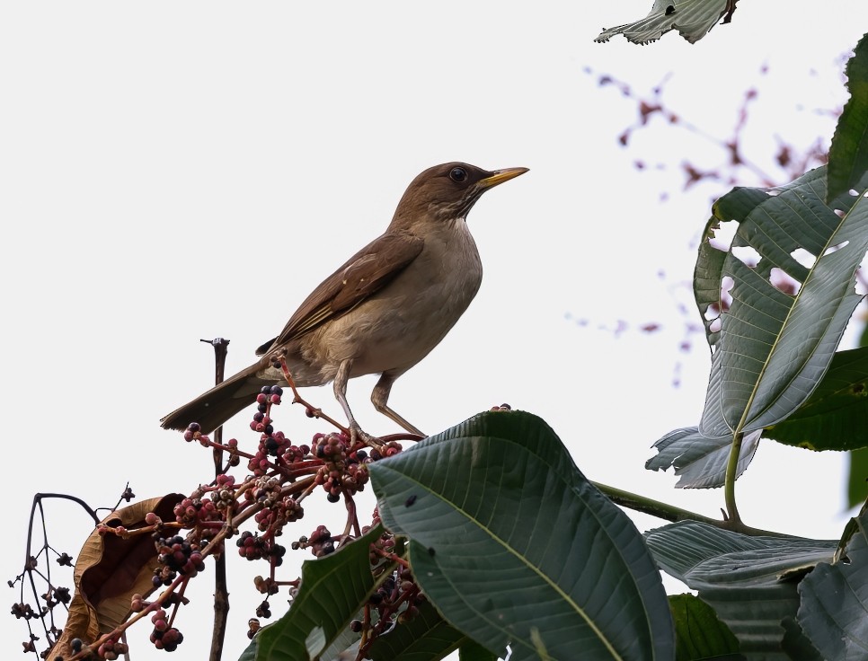 Creamy-bellied Thrush - Ronaldo Lebowski