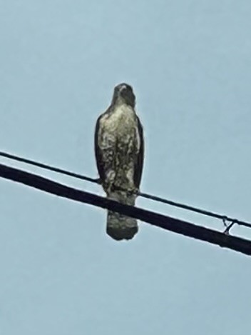 Cooper's Hawk - ML642743143